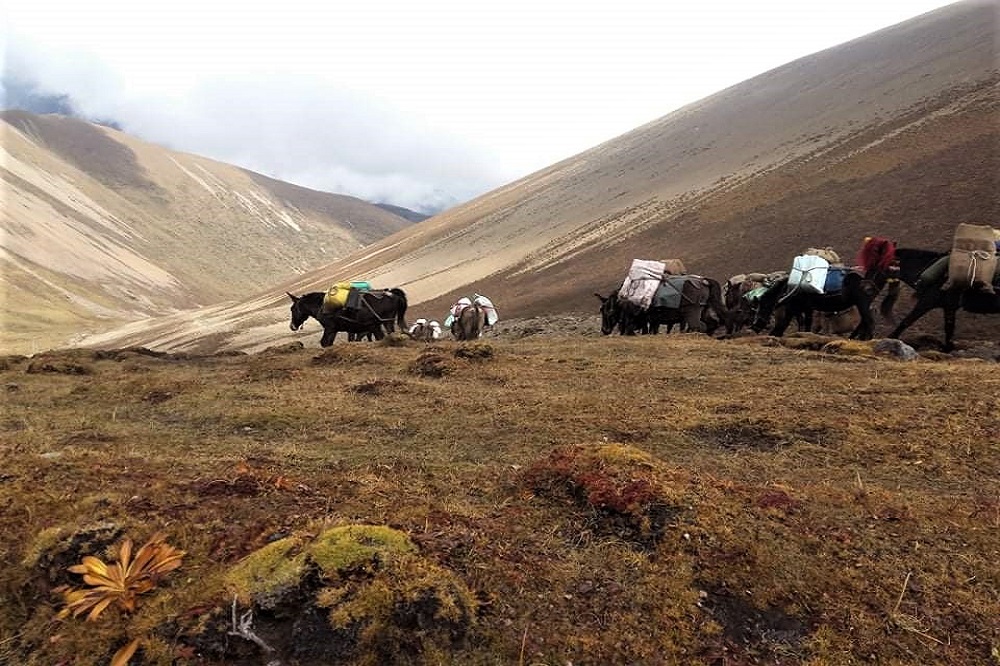 laya-gasa-trek-bhutan